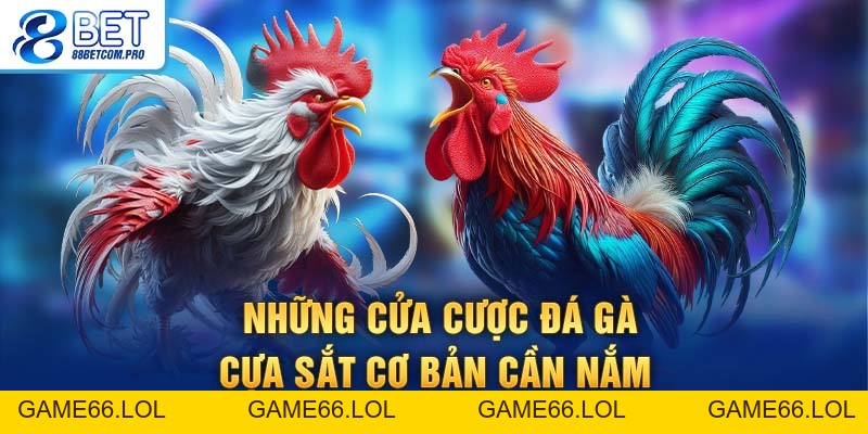 Đá Gà Cựa Sắt Tìm Hiểu Luật Chơi Và Kinh Nghiệm Cược - game66.lol