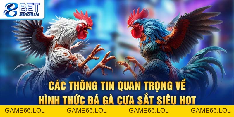 Đá Gà Cựa Sắt Tìm Hiểu Luật Chơi Và Kinh Nghiệm Cược - game66.lol
