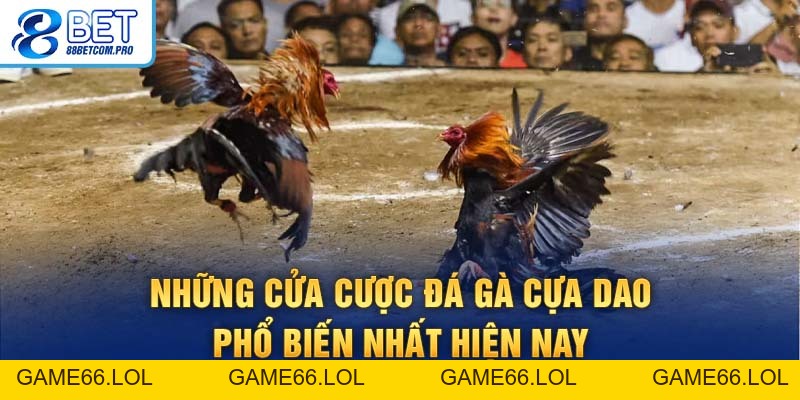 Đá Gà Cựa Dao: Luật Chơi Và Kinh Nghiệm Thắng Lớn 2026 - game66.lol