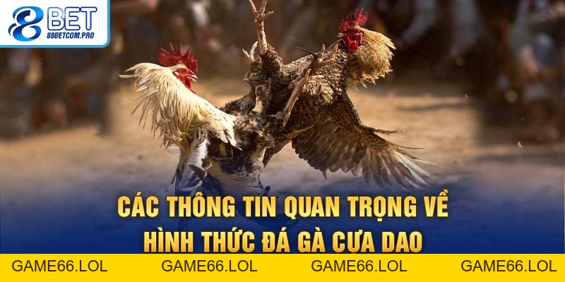 Đá Gà Cựa Dao: Luật Chơi Và Kinh Nghiệm Thắng Lớn 2026 - game66.lol